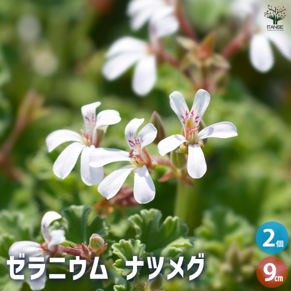 ゼラニウム ナツメグ ハーブの苗 9cmポット/お買い得2個セット 花の苗