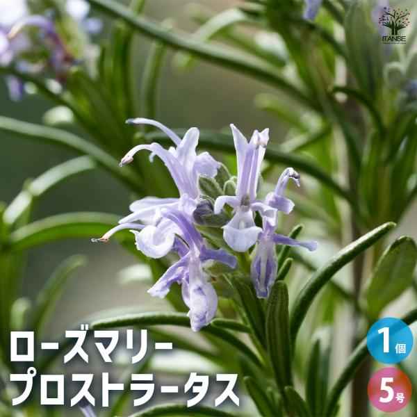 【品種特徴】 プロストラータスは、ほふく性のローズマリーで、「プロストラータス」という名前自体がラテン語で「地を這う」という意味を持っています。 枝は地面を這うように横へと広がり、うねるように伸びるのが特徴です。 高さはあまり出ませんが、横...