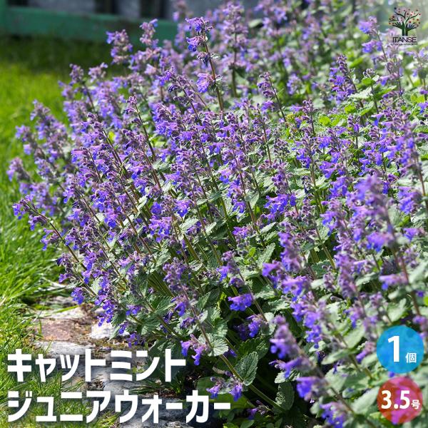 【品種特徴】ジュニアウォーカーは、ウォーカーズロウの矮性のキャットミントです。草丈は20〜40cmとコンパクトで、花壇の縁取りや宿根草植栽の前面、鉢植えなど狭いスペースでも使いやすいのが特徴です。葉は銀灰色がかった緑で、爽やかな香りがありま...