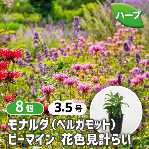ベルガモット(モナルダ) ビーマインシリーズ色見計らい ハーブの苗 3.5