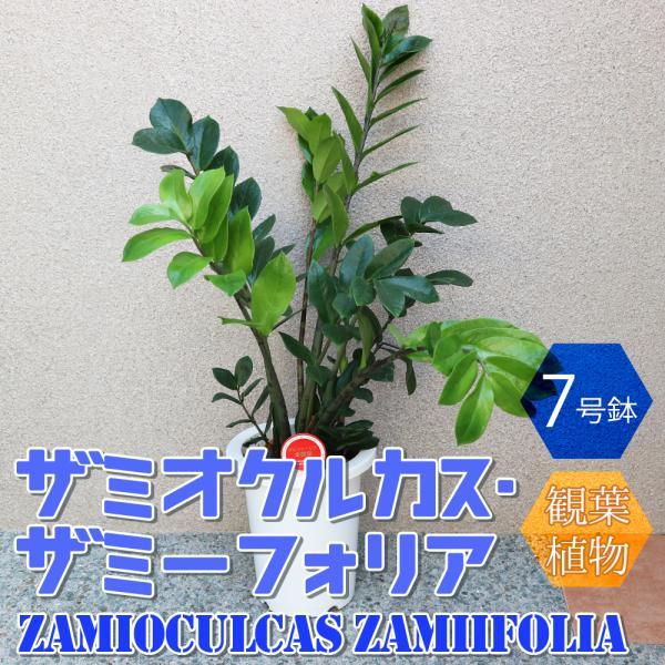 ITANSE 観葉植物 ザミオカルカス・ザミーフォリア 7号鉢 1個 人気 中型 おしゃれ インテリア 育てやすい 風水 送料無料 イタンセ公式