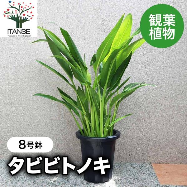 ITANSE 観葉植物 旅人(タビビト)の木8号1個 人気 小型 おしゃれ 卓上 インテリア 育てやすい 風水 送料無料 イタンセ公式