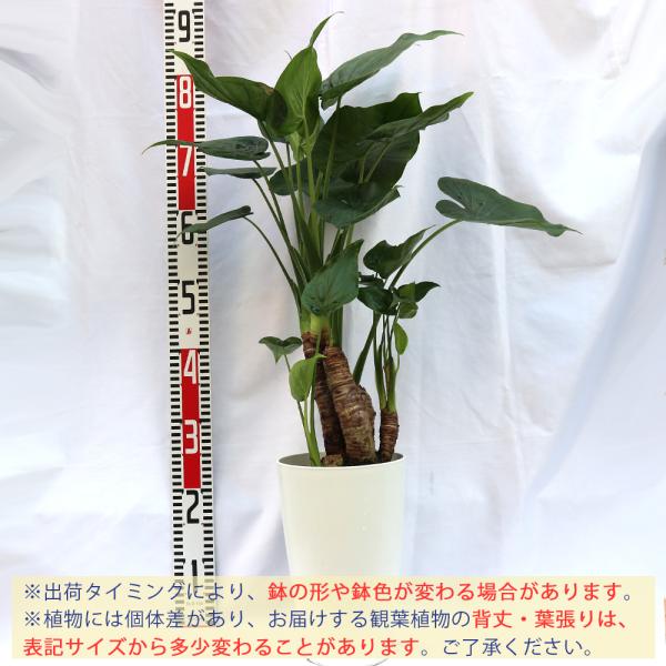 観葉植物 クワズイモ 7号鉢 1個 人気 大型 おしゃれ インテリア 育てやすい 風水 送料無料 Kan 野菜苗 植物 青果物販売のitanse 通販 Yahoo ショッピング