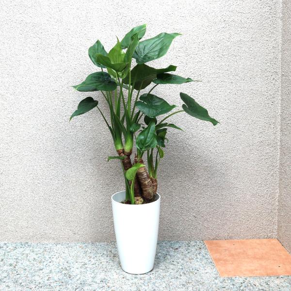 観葉植物 クワズイモ 7号鉢 1個 人気 大型 おしゃれ インテリア 育てやすい 風水 送料無料 Kan 野菜苗 植物 青果物販売のitanse 通販 Yahoo ショッピング