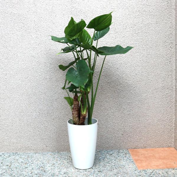 観葉植物 クワズイモ 7号鉢 1個 人気 大型 おしゃれ インテリア 育てやすい 風水 送料無料 Kan 野菜苗 植物 青果物販売のitanse 通販 Yahoo ショッピング