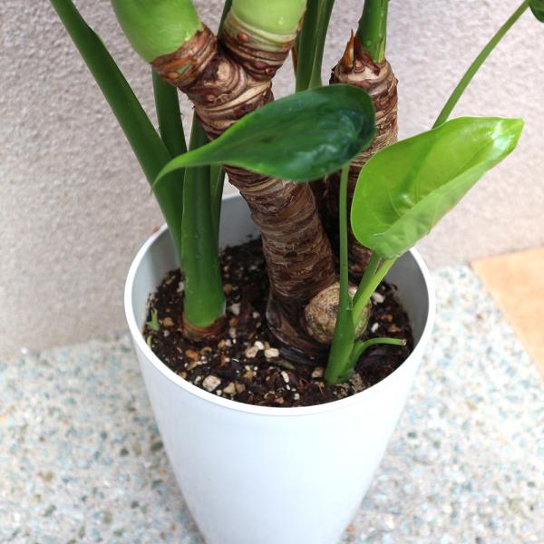 観葉植物 クワズイモ 7号鉢 1個 人気 大型 おしゃれ インテリア 育てやすい 風水 送料無料 Kan 野菜苗 植物 青果物販売のitanse 通販 Yahoo ショッピング