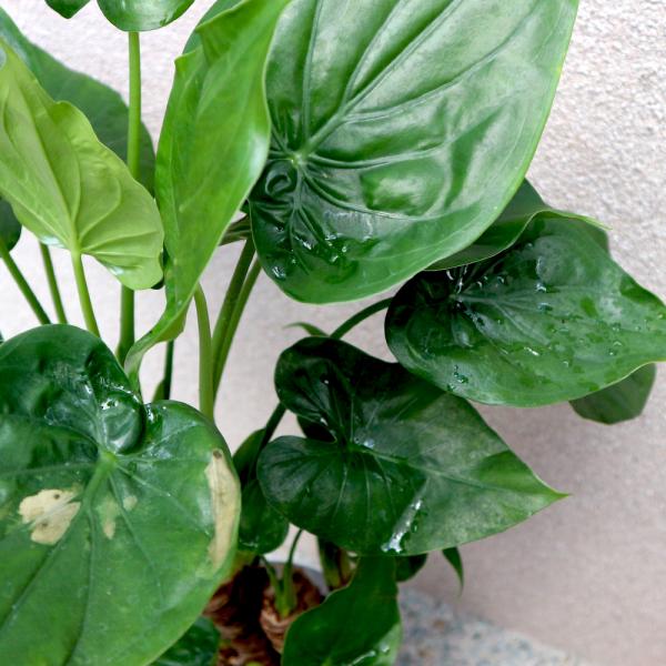 観葉植物 クワズイモ 7号鉢 1個 人気 大型 おしゃれ インテリア 育てやすい 風水 送料無料 Kan 野菜苗 植物 青果物販売のitanse 通販 Yahoo ショッピング