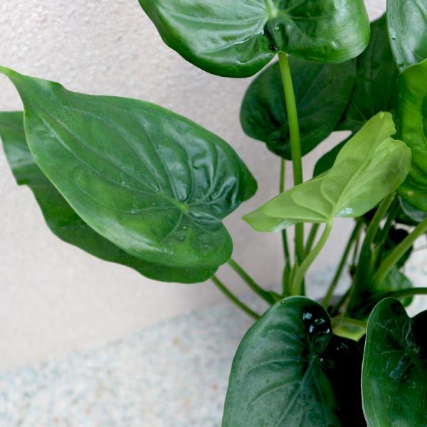 観葉植物 クワズイモ 7号鉢 1個 人気 大型 おしゃれ インテリア 育てやすい 風水 送料無料 Kan00057 野菜苗 植物 青果物販売のitanse 通販 Yahoo ショッピング