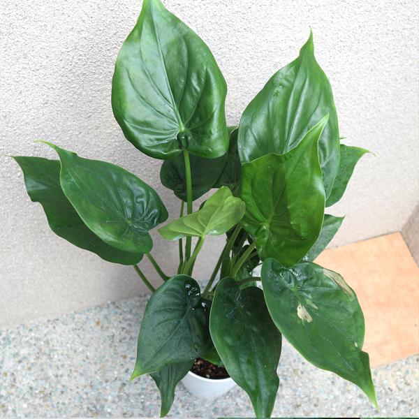 観葉植物 クワズイモ 7号鉢 1個 人気 大型 おしゃれ インテリア 育てやすい 風水 送料無料 Kan00057 野菜苗 植物 青果物販売のitanse 通販 Yahoo ショッピング