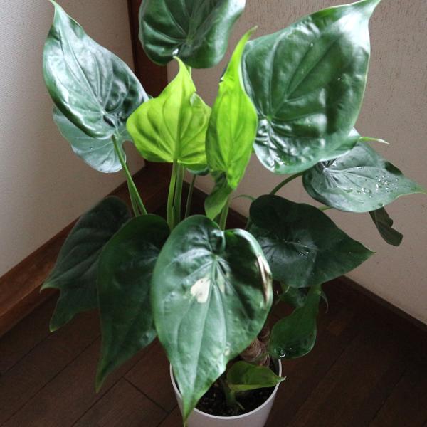 観葉植物 クワズイモ 7号鉢 1個 人気 大型 おしゃれ インテリア 育てやすい 風水 送料無料 Kan 野菜苗 植物 青果物販売のitanse 通販 Yahoo ショッピング