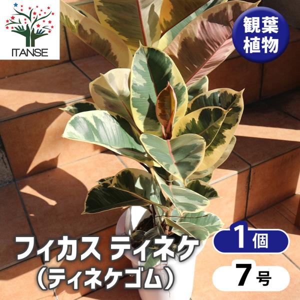 ITANSE 観葉植物 フィカス・ティネケ(ティネケゴム) ゴムの木の仲間 7