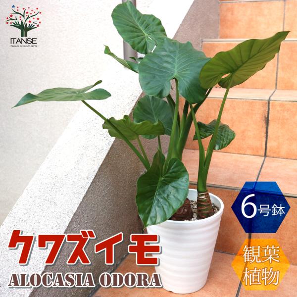 itanse_kan00077