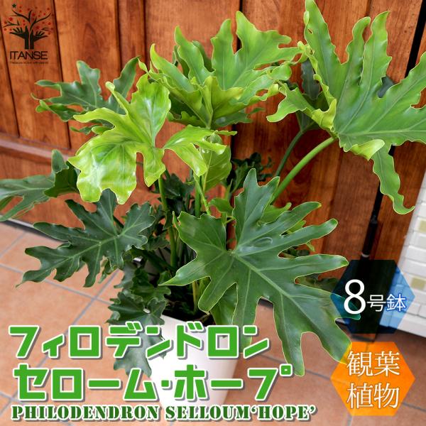 Seal限定商品 フィロデンドロン セローム 観葉植物 大型 植物 観葉植物 Www Theashleycentre Co Uk