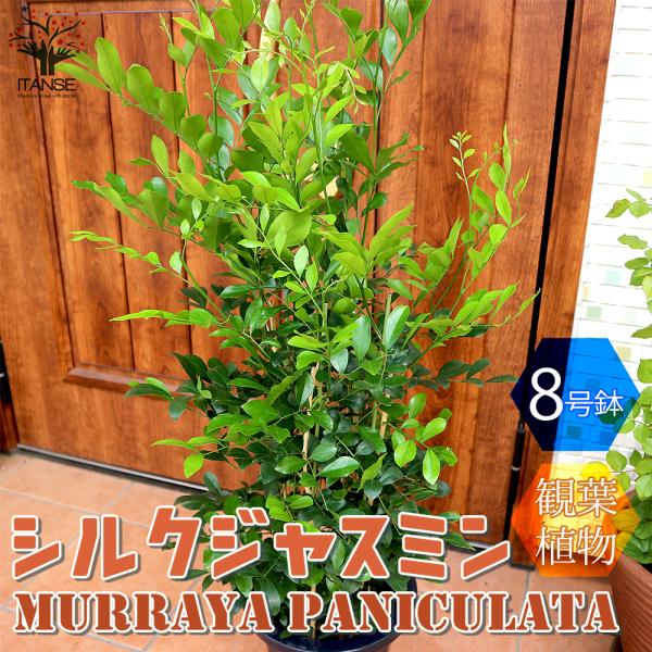 ジャスミン 苗 みんな探してる人気モノ ジャスミン 苗