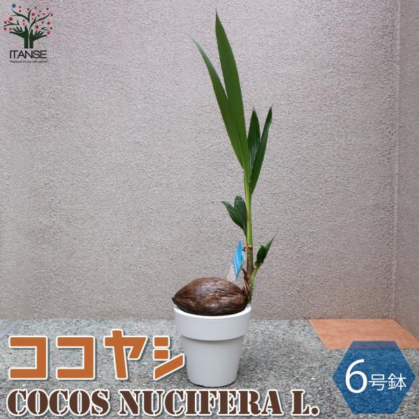 ITANSE ココヤシ オールラウンドポット 観葉植物 6号プラスチック鉢 1