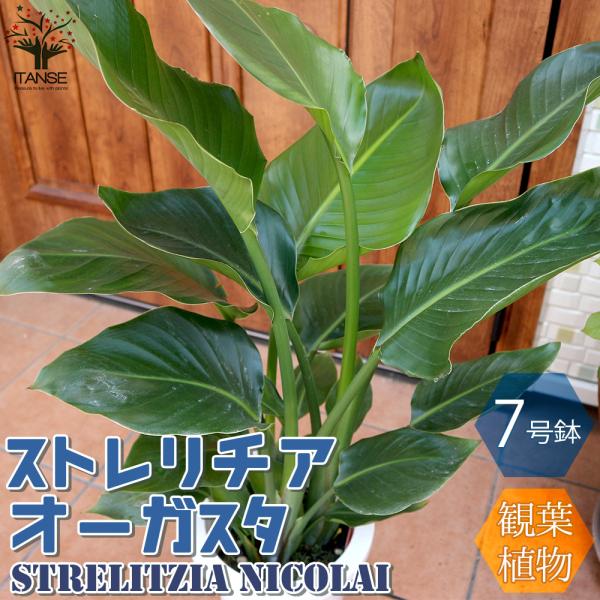 ITANSE ストレリチアオーガスタ 観葉植物 中型 7号プラスチック鉢 1個