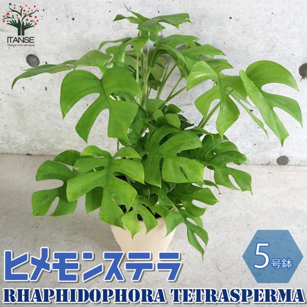 ITANSE ヒメモンステラ (姫モンステラ) 観葉植物 5号鉢 1個売り 人気