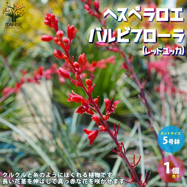 ITANSE ヘスペラロエ パルビフローラ(レッドユッカ) 観葉植物 5号