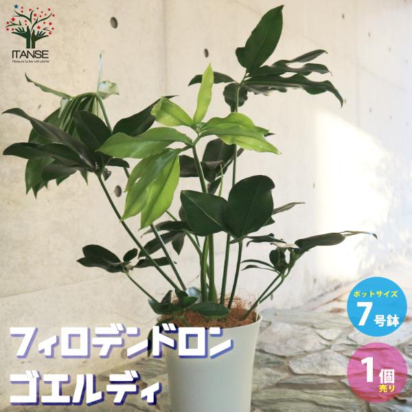 フィロデンドロン ゴエルディ 6号鉢 フィロデンドロン ゴエルディ 【観葉植物 6号／1個売り
