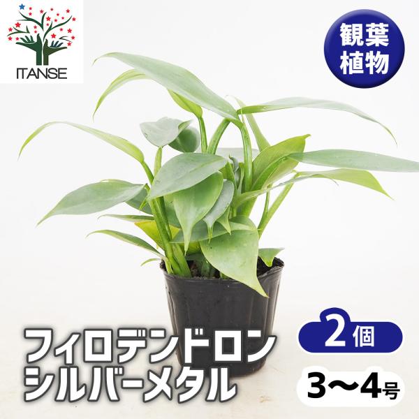 ITANSE フィロデンドロン・シルバーメタル 観葉植物 3〜4号鉢