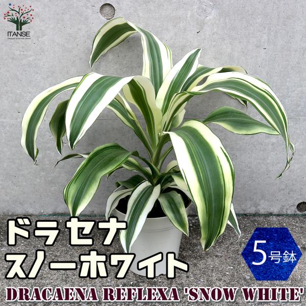 ITANSE ドラセナ スノーホワイト 観葉植物 5号 1個売り 人気 観葉植物 おしゃれ インテリア 観賞 送料無料 イタンセ公式