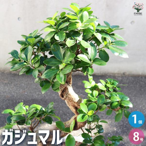 ITANSE ガジュマル 曲がり仕立て 7〜8号 観葉植物 /1個売り ガジュマル