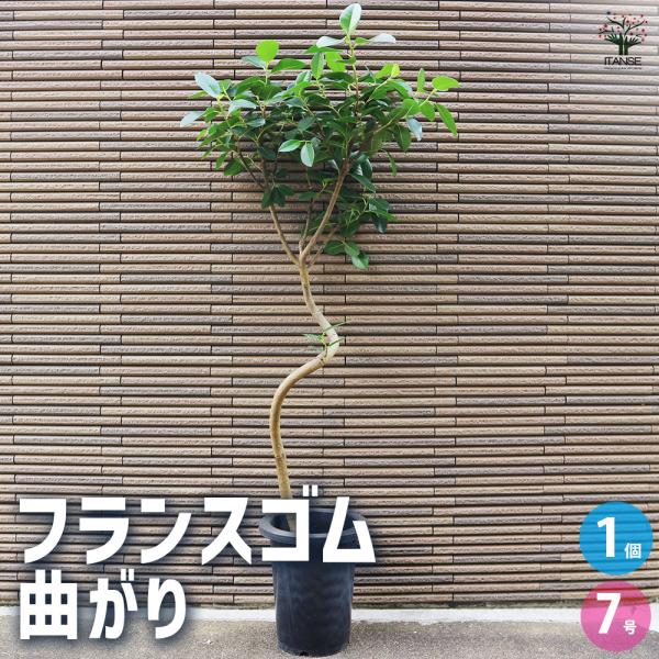 ITANSE フランスゴム 曲がり仕立て 観葉植物 /1個売り ゴム ゴムの木 フィカス 観葉植物 リビング オフィス 事務所 イタンセ公式