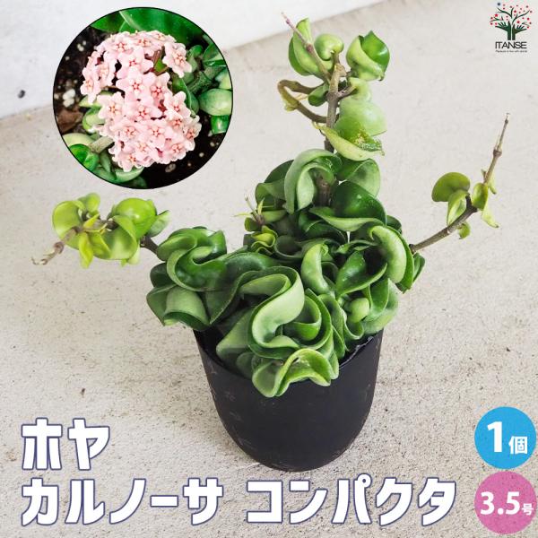 ホヤ カルノーサ コンパクタ レガリス（アルボマジナータ） ①サクララン ITANSE ホヤ (桜ラン) カルノーサ コンパクタ 観葉植物 3.5号ポット/1