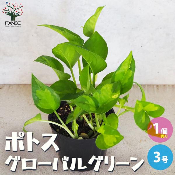 ITANSE ポトス グローバルグリーン 観葉植物 3号ポット/1個売り 観葉