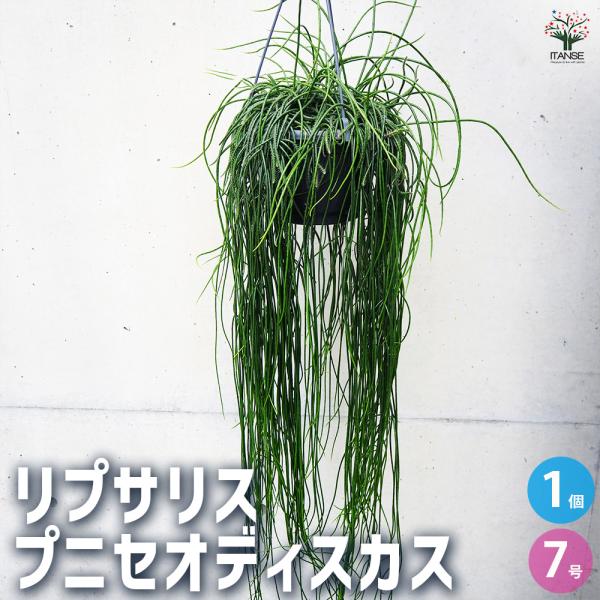リプサリス：プニセオディスクス 5号吊り鉢 の通販 | 園芸ネット