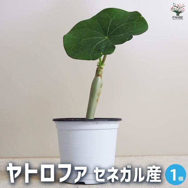 ITANSE ヤトロファ セネガル産 Sサイズ 観葉植物 Sサイズポット/1個売り 苗 ヤトロファ ジャトロファ ナンヨウザクラ ナンヨウアブラギリ
