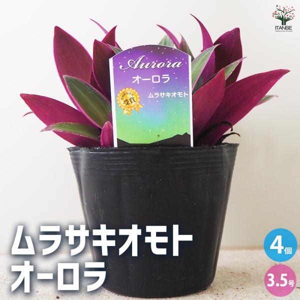 ITANSE ムラサキオモト オーロラ 観葉植物 3.5号ポット/お買い得4個