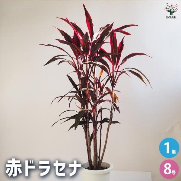 セラルンガ　赤　鉢　インテリア　観葉植物 セラルンガ赤鉢インテリア観葉植物