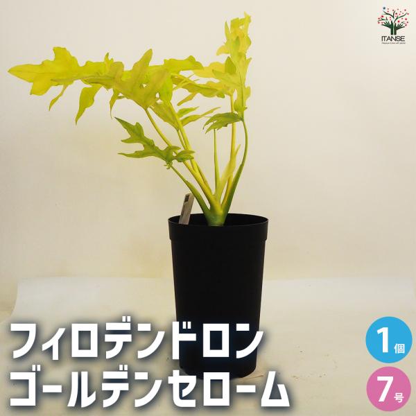 フィロデンドロン　ゴールデンアロー　6号鉢 4号鉢入り 園芸ネット本店｜フィロデンドロン：ゴールデンクロコダイル その他観葉植物