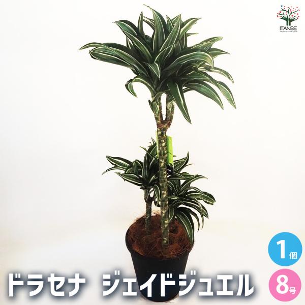 ［現品］【希少】86番　ドラセナ　ジェイドジュエル　8号　観葉植物　室内　レア ドラセナ ジェイドジュエル 【観葉植物 8号鉢／1個売り】｜ 【植物の
