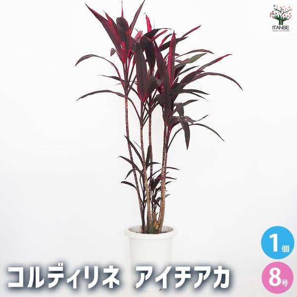 コルディリネ アイチアカ 観葉植物 8号/1個売り 園芸品種 苗木 花木 