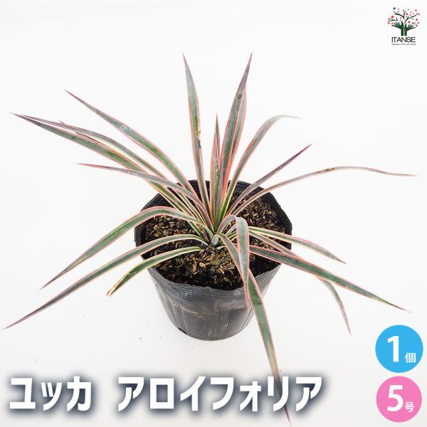 【現品】国内実生株　ユッカ・アロイフォリア　９号　Hお番 アロイフォリア ユッカ・アロイフォリア 観葉植物 お祝 新築祝い 開店