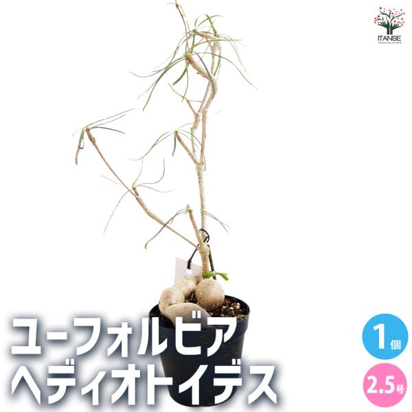 ユーフォルビア ヘディオトイデス 観葉植物 2.5号/1個売り 花苗 お花