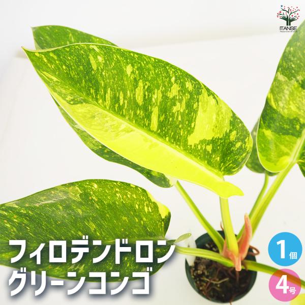 フィロデンドロン グリーンコンゴ 観葉植物 4号/1個売り フィロデン