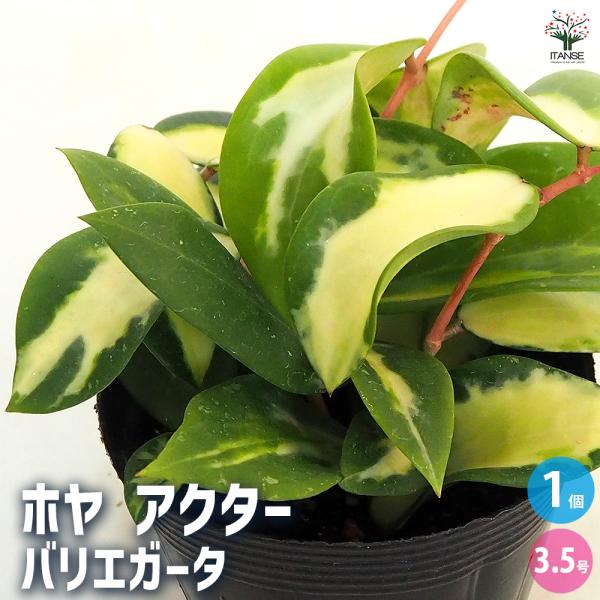 ホヤ (桜ラン) アクター 観葉植物 3.5号/1個売り 観葉 インテリア