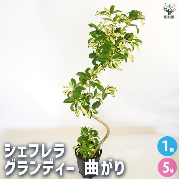 現品　シェフレラ　グランディー　3　曲がり　観葉植物　インテリアグリーン　斑入り itanse_kan01140
