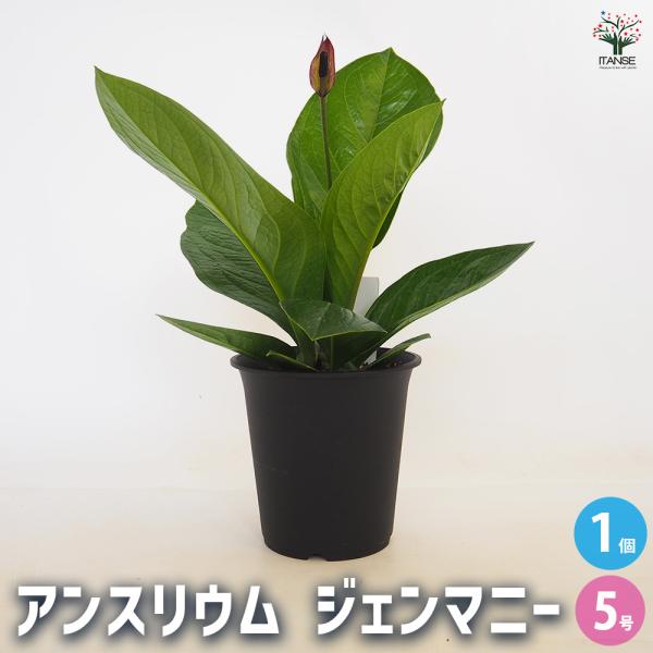 アンスリウム ジェンマニー 観葉植物 5号/1個売り リビング