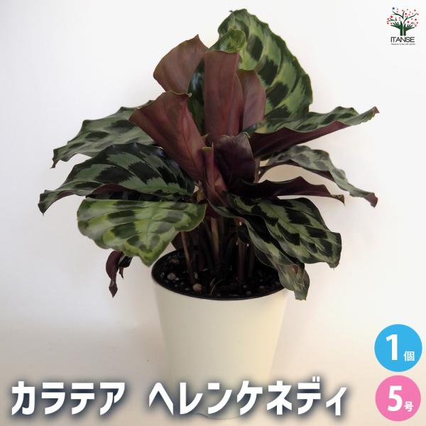 カラテア ヘレンケネディ 観葉植物 5号/1個売り リビング オフィス 事務所 インテリア 大型 おしゃれ オシャレ 育てやすい 御祝 お祝い