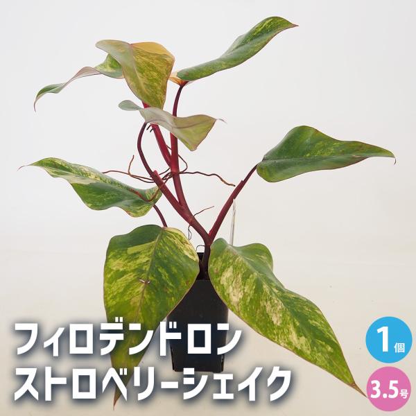 フィロデンドロン ストロベリーシェイク 観葉植物 3.5号/1個売り