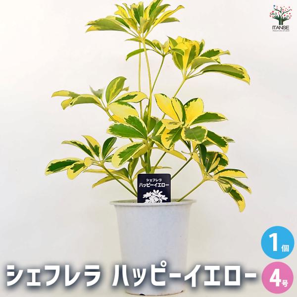 シェフレラ ハッピーイエロー 観葉植物 4号/1個売り リビング オフィス