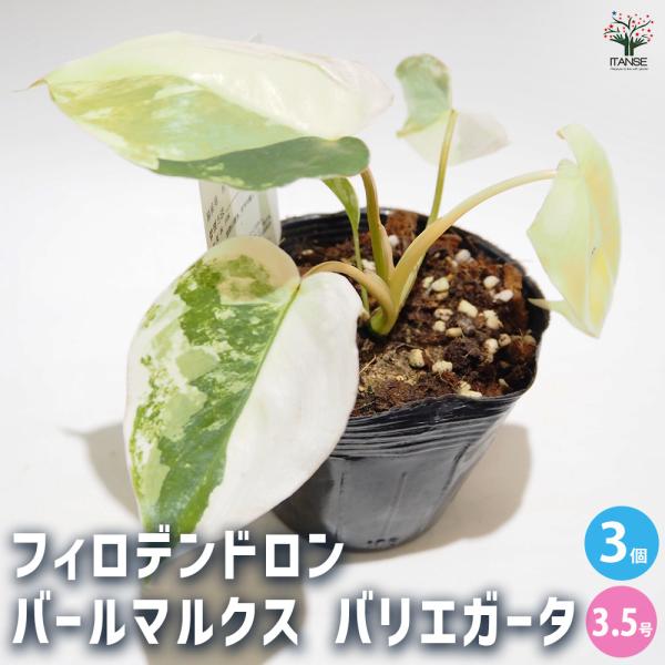 現品　フィロデンドロン　バールマルクス　斑入り　67番　観葉植物　インテリア フィロデンドロン バールマルクス バリエガ 観葉植物 3.5号/お買い得3
