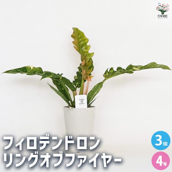 フィロデンドロン リングオブファイヤー 観葉植物 4号/お買い得3個 
