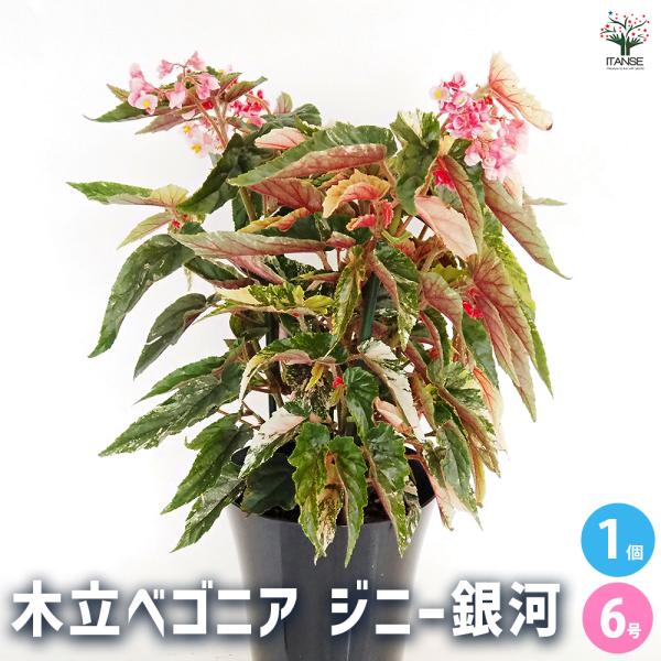 木立ベゴニア ジニー銀河 観葉植物 6号/1個売り インテリア オフィス
