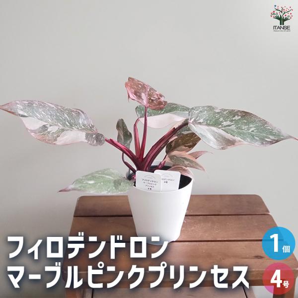 フィロデンドロン マーブルピンクプリンセス 観葉植物 4号/1個売り
