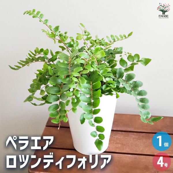 観葉植物　4点セット　まとめ売り 観葉植物 4号スクエア陶器鉢植え 4鉢セット : フラワー